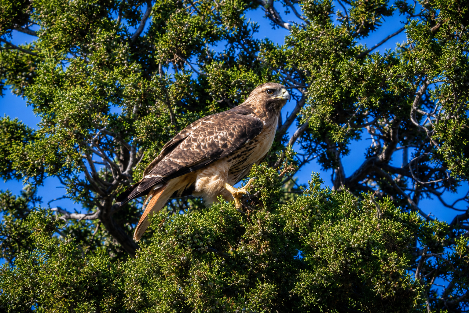 Hawk in tree